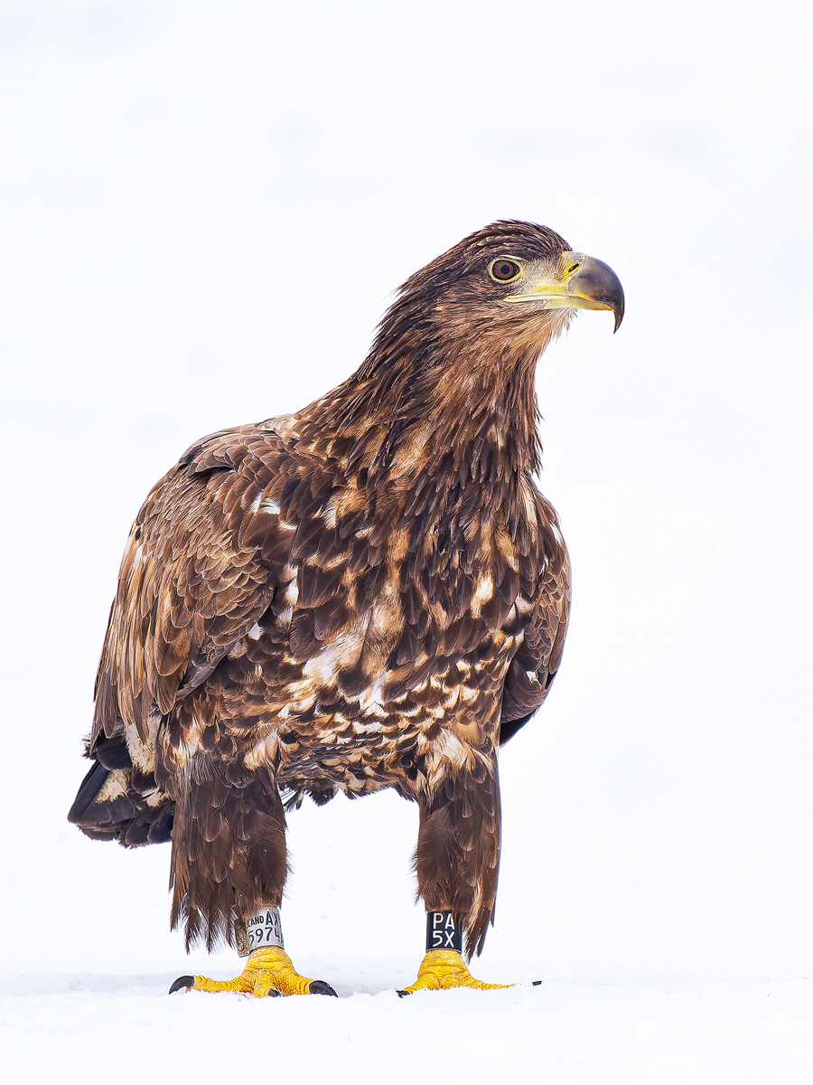 Seeadler-Jungvogel-im-Schnee-clean.jpg