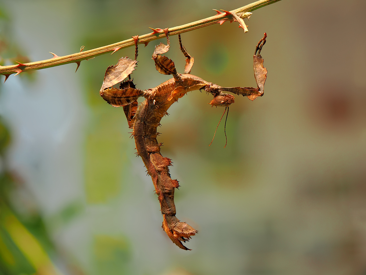 2026-02-24_13-00-54_P2241114_Stack_aus_8 (Meth B,Radius8,Smoothing4)a_filteredklein.jpg