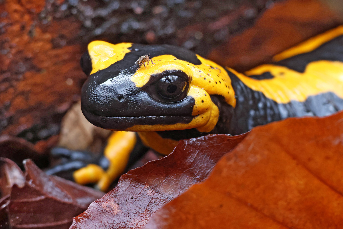 Feuersalamander_mitzikade_8W8A0728_1200.jpg
