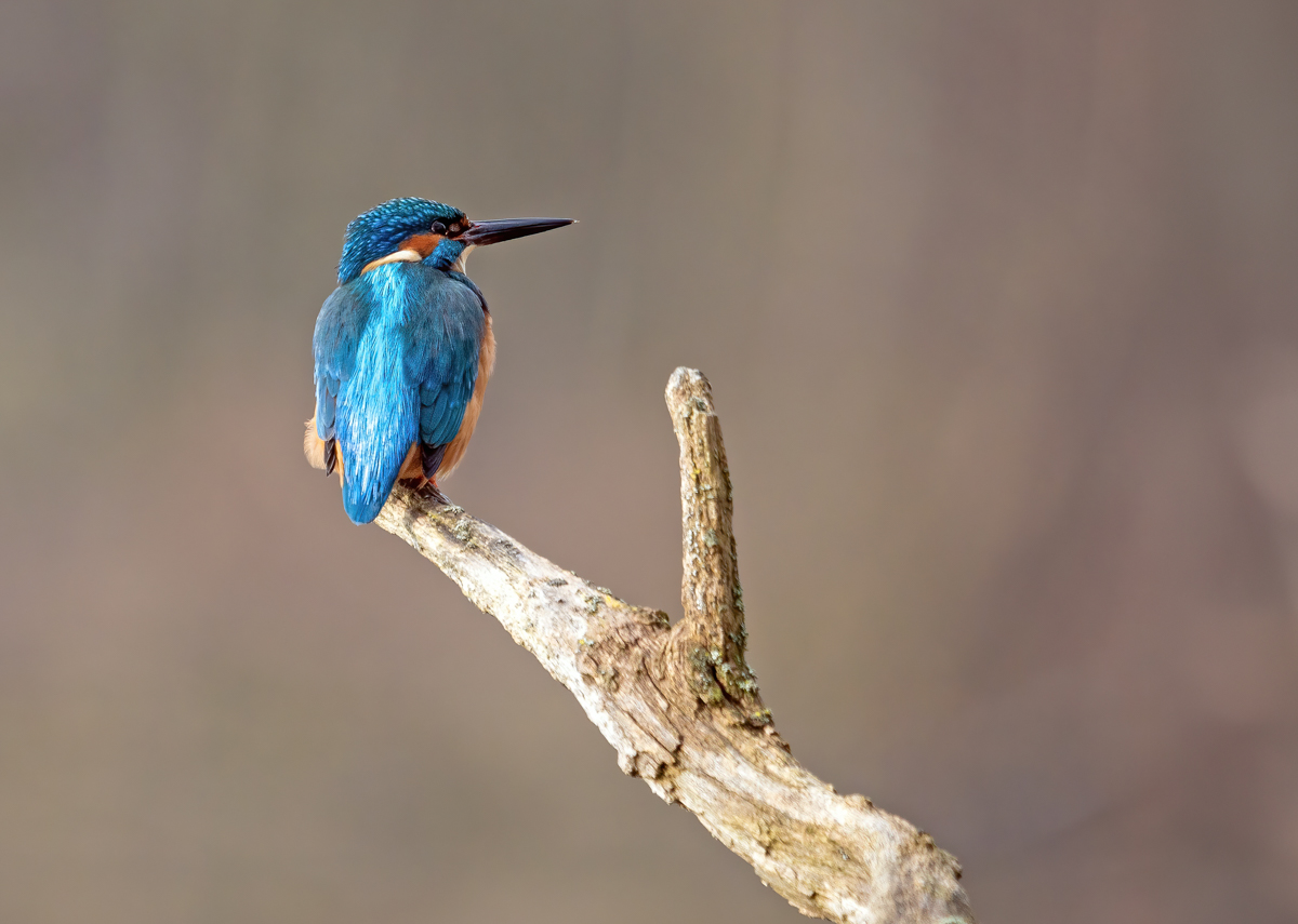 P1740343-.JPG