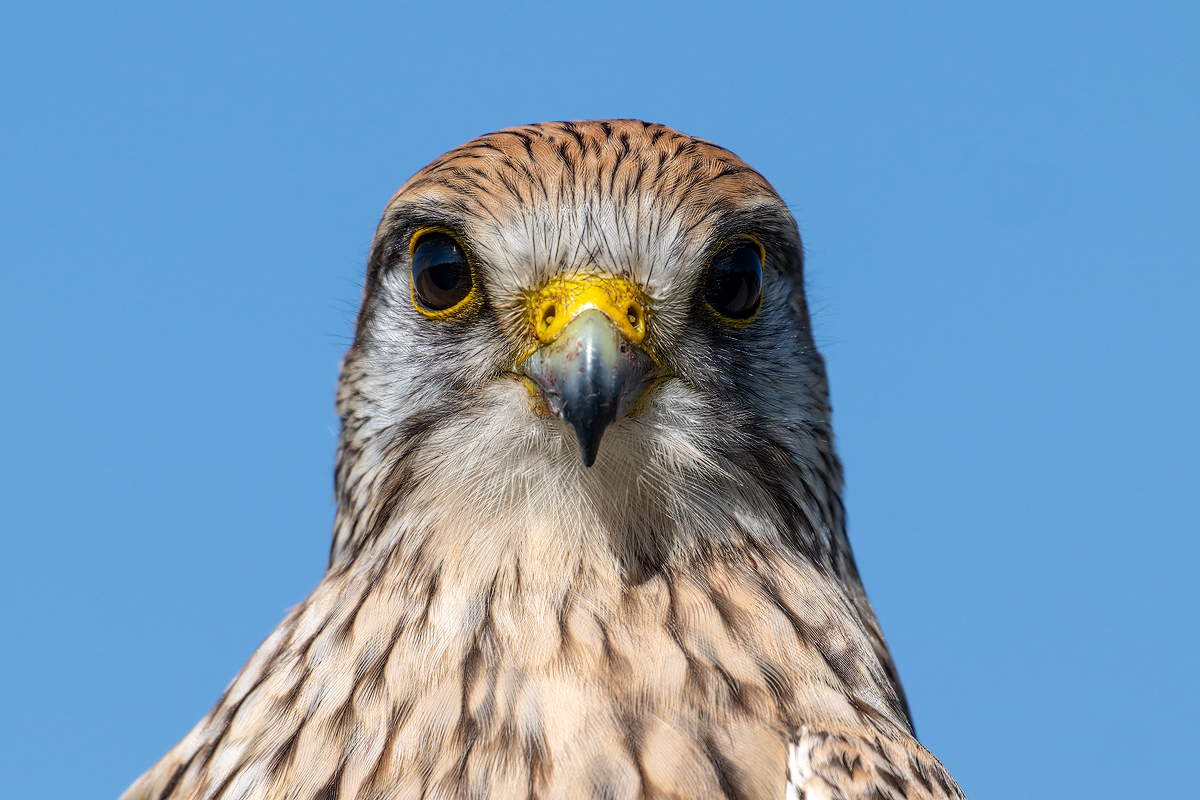 Turmfalke 137a 2026.jpg