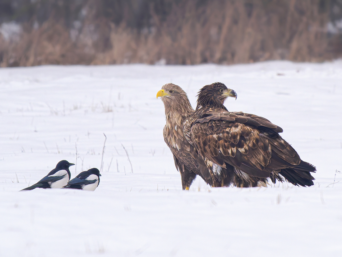 Seeadler.jpg