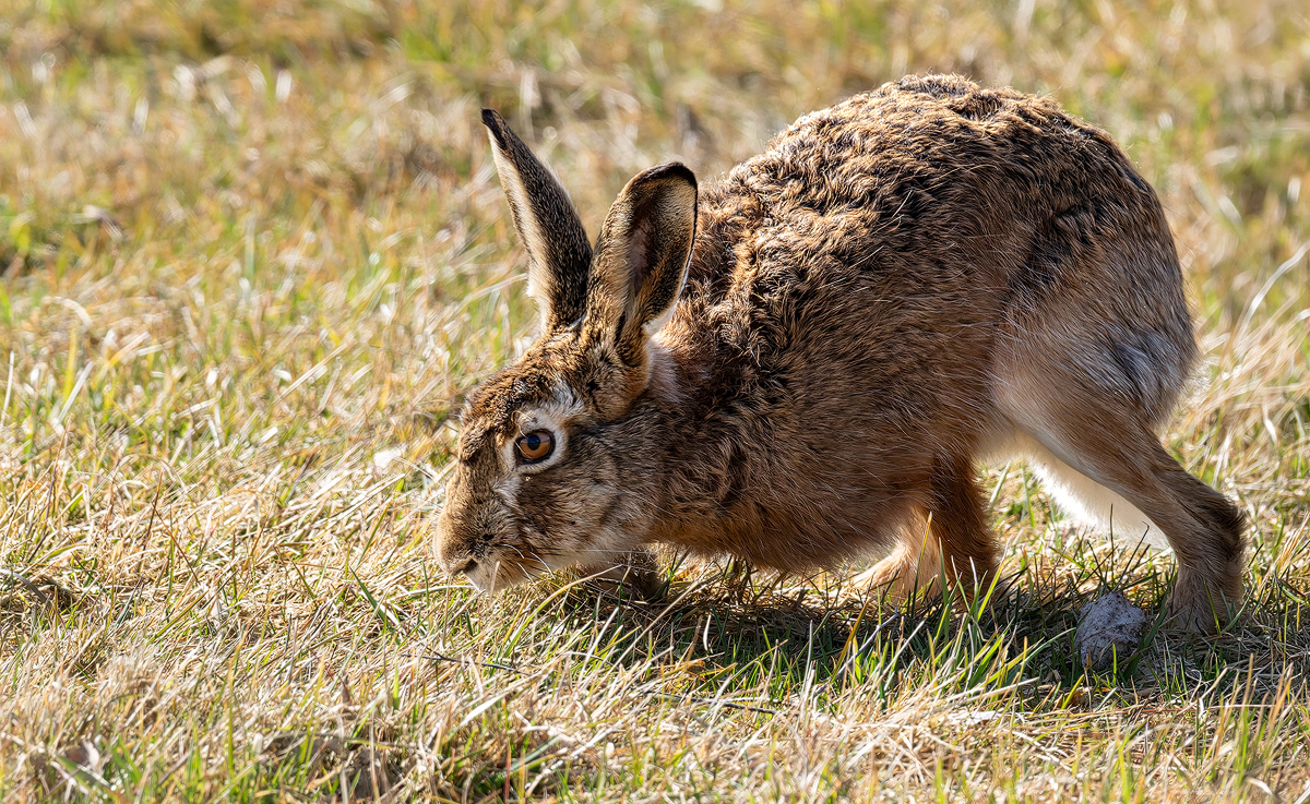 Feldhase 4b 2026.jpg