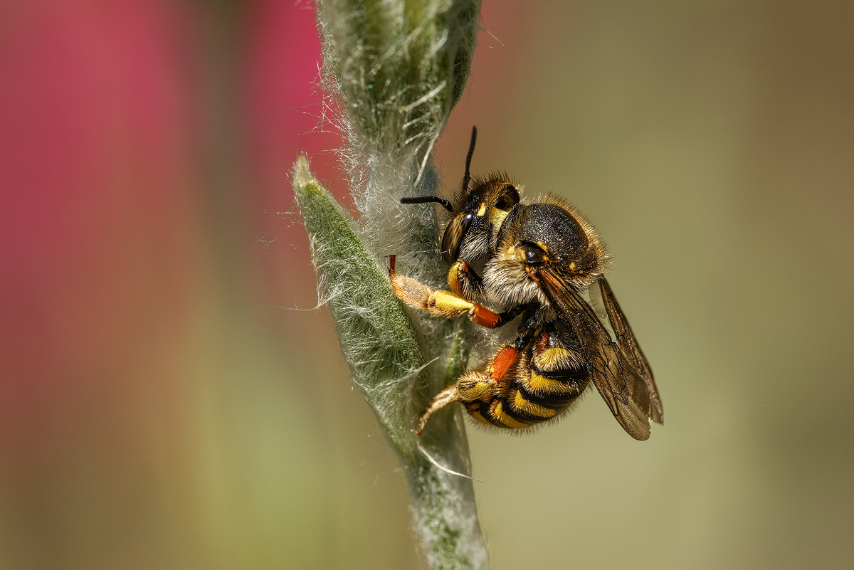 Wollbiene 2a 2025.jpg