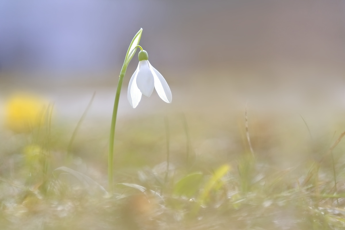 DSC07419 Zartes Glöckchen... kl.jpg
