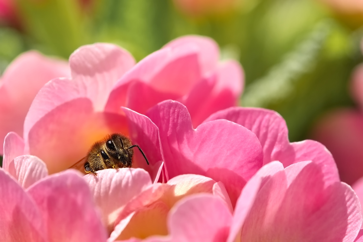 DSC07472 Da steckst du ja... kl.jpg