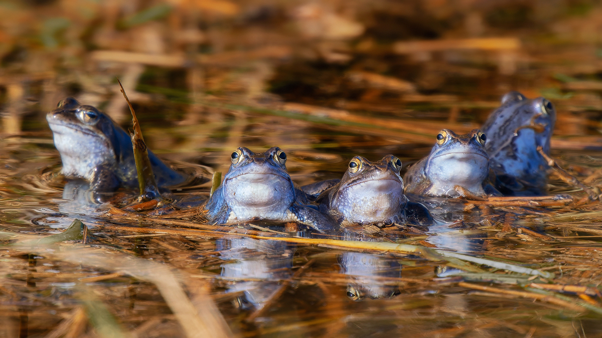 Moorfrosch-Gang-Kopie.jpg