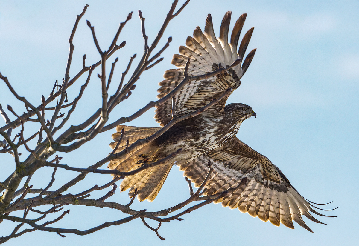 Mäusebussard 43a 2026.jpg
