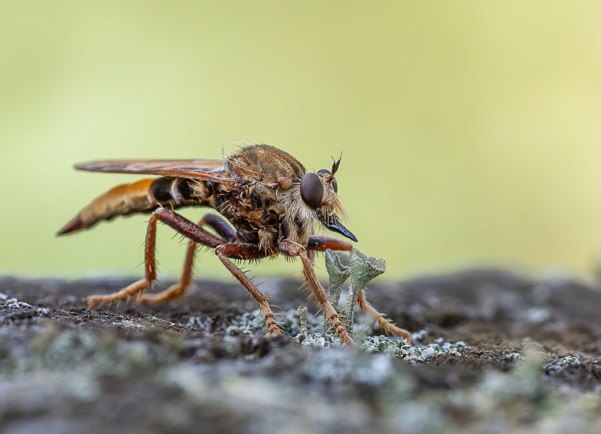 20250906-Hornissenraubfliege.jpg