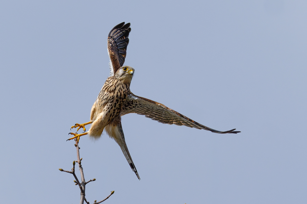 Turmfalke 142a 2026.jpg