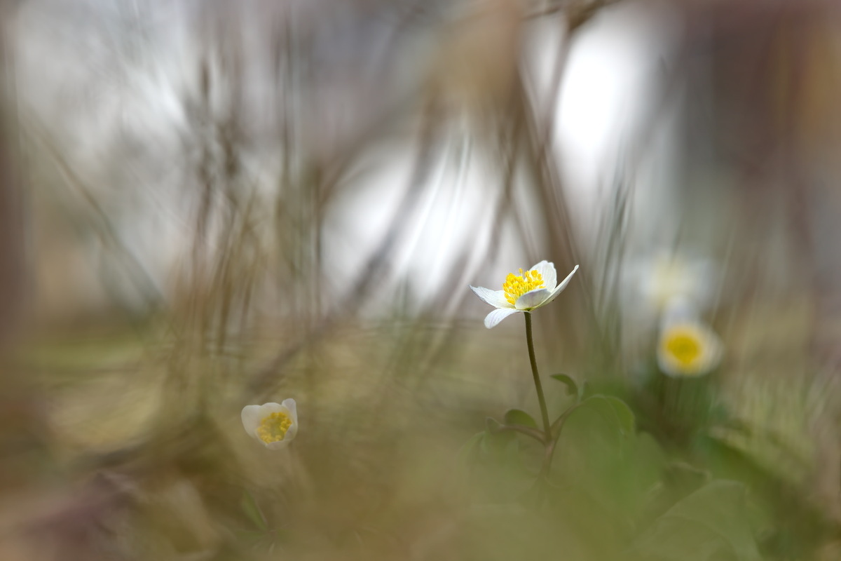 DSC07546 BuWi Röschen vor dem Wohnzimmer... kl.jpg