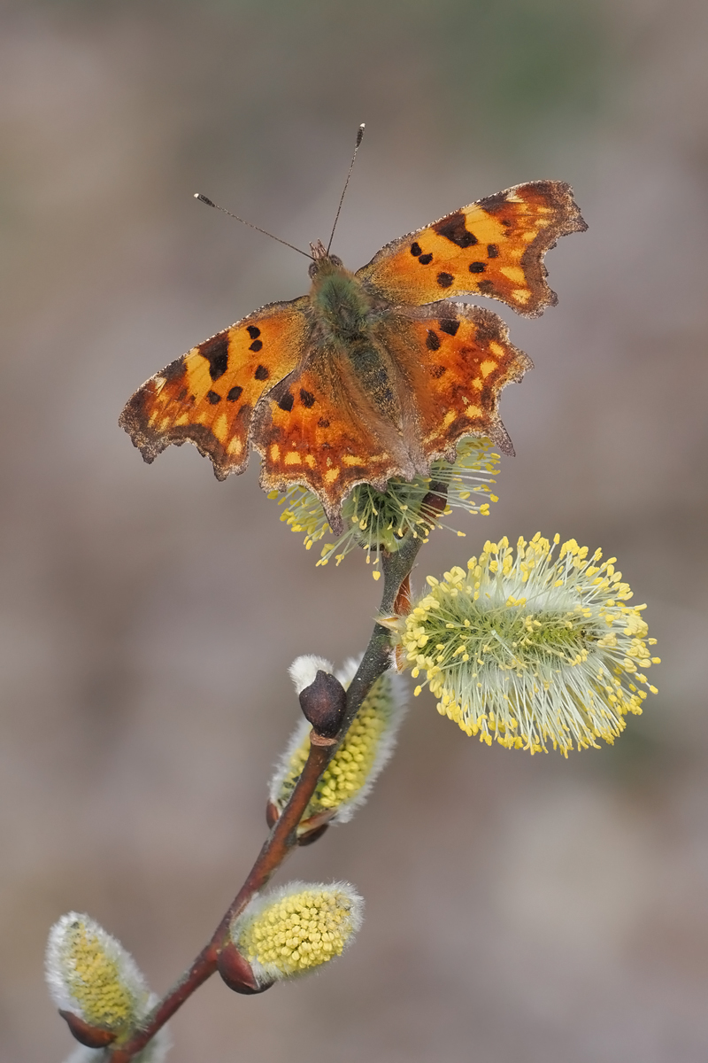 c-falter stack-3104770-73.jpg