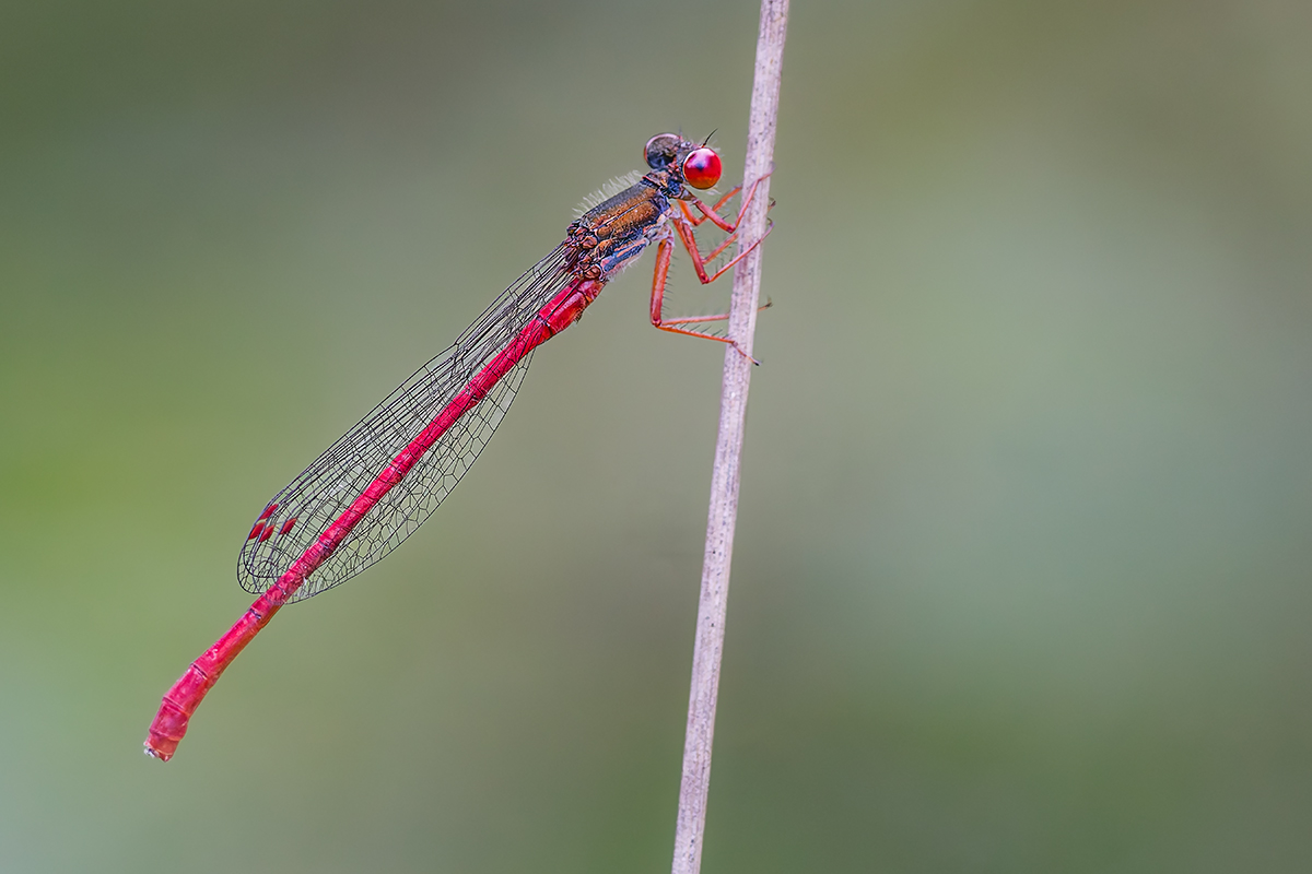 DN4A7249_DxO_DxO klein.jpg