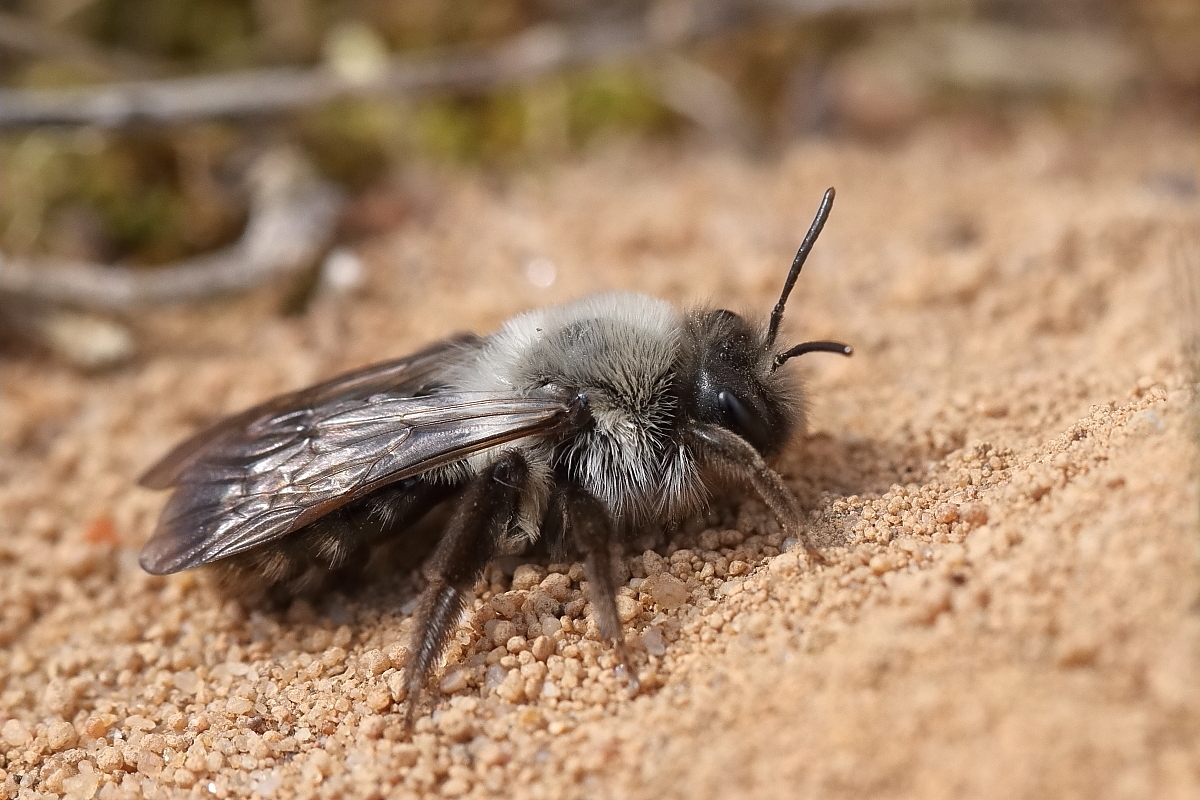 IMG_2004_23prs_Andrena_vaga.JPG