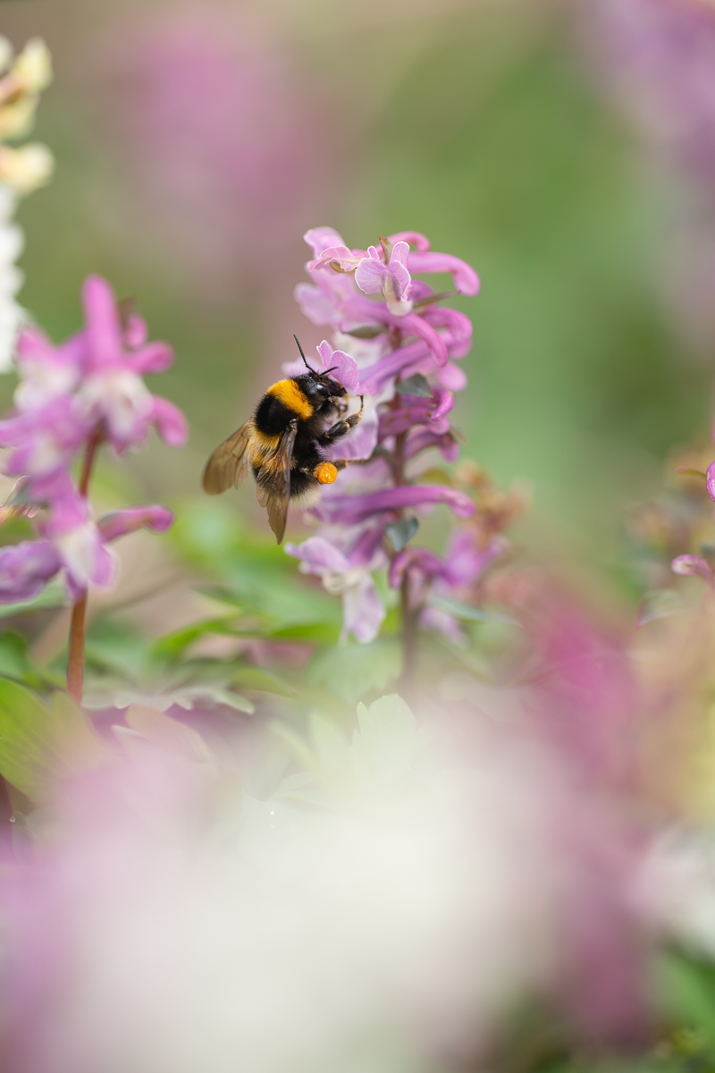 20260324-123418-011-MWeiler-ÖWiesen-Hohler-Lerchensporn-Corydalis-cava-B8H8.jpg