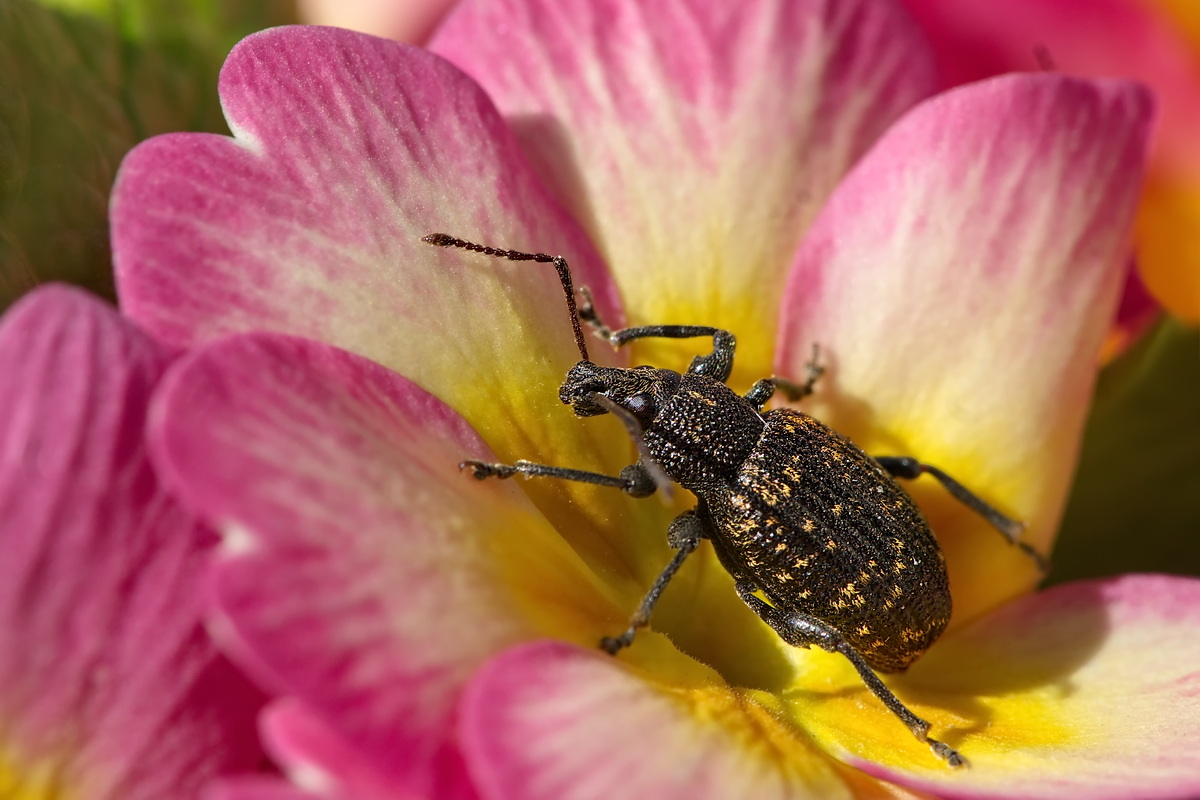 DSC07567 Blütenbett... kl.jpg