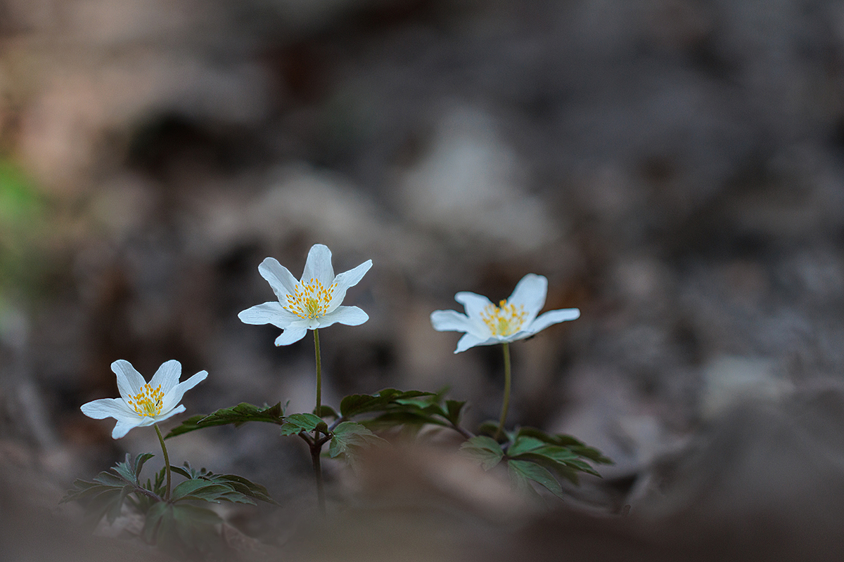 IMG_9873_SHARPEN projectsDENOISE projects.jpg