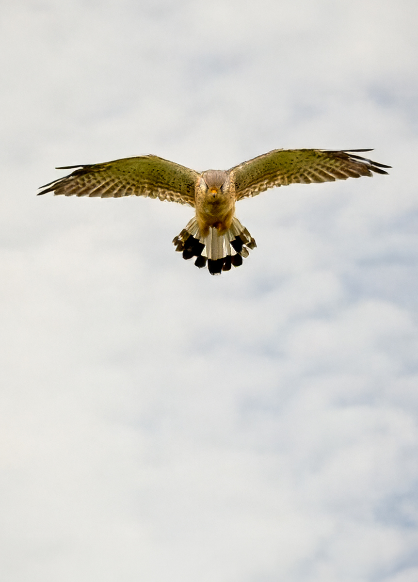 P1016526-RW2_DxO_DeepPRIME - Kopie.JPG