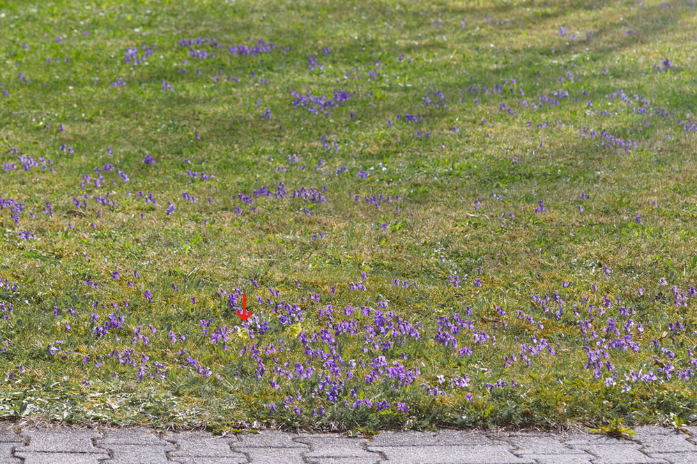 DSC07599 SchlüBlü-Veilchen Habitat.jpg