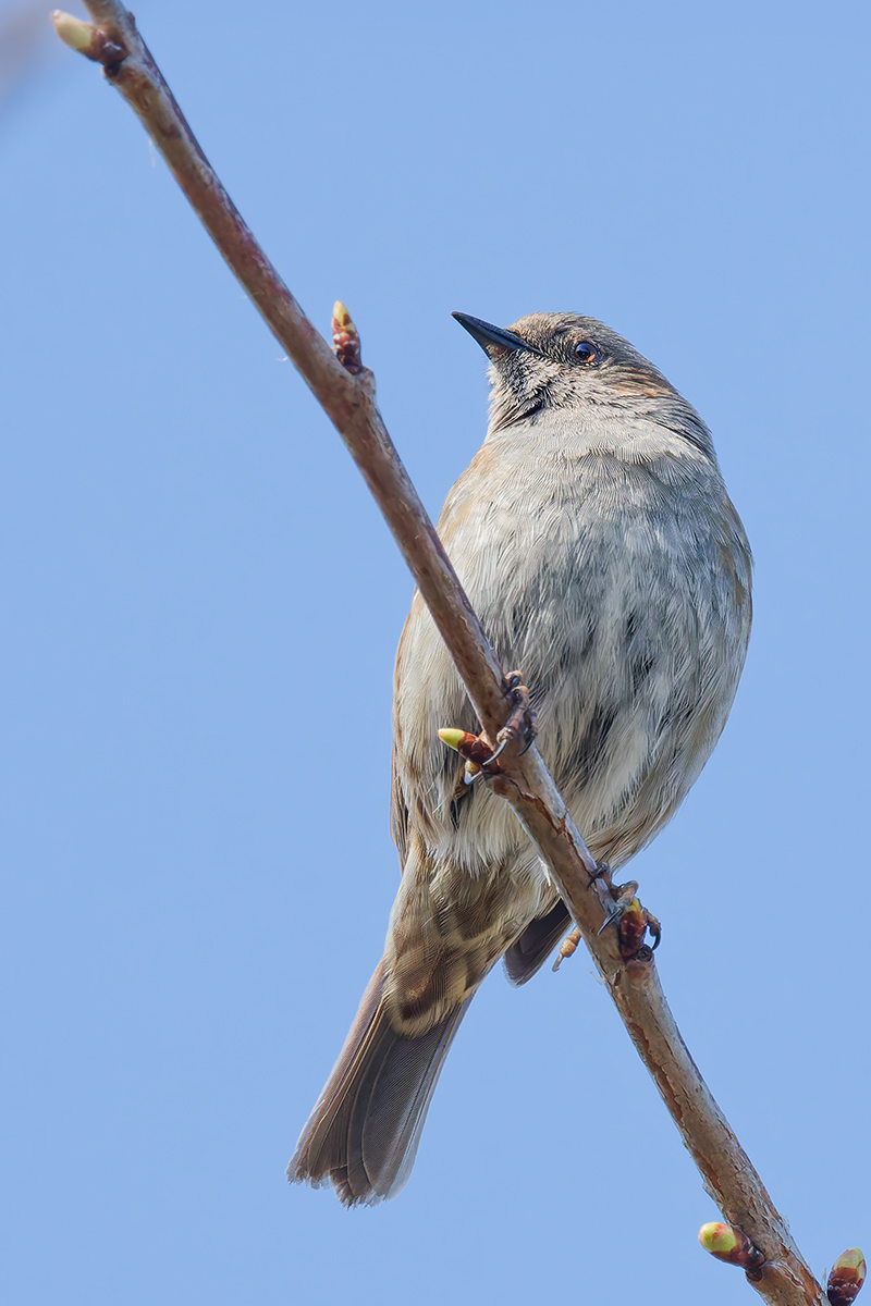 3C3A1983_DxO klein hf.jpg