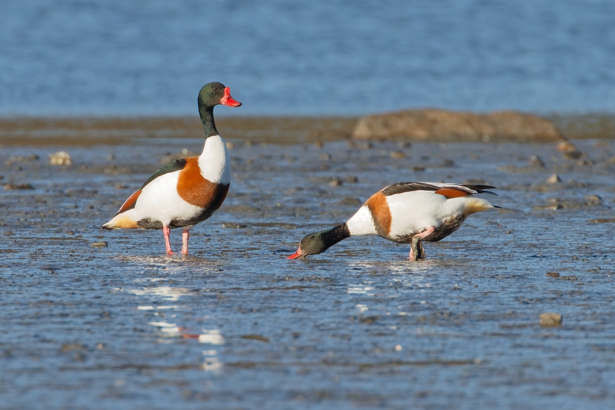 MF_Brandgans (Tadorna tadorna)_250414_38pc_IMG_6651.jpg