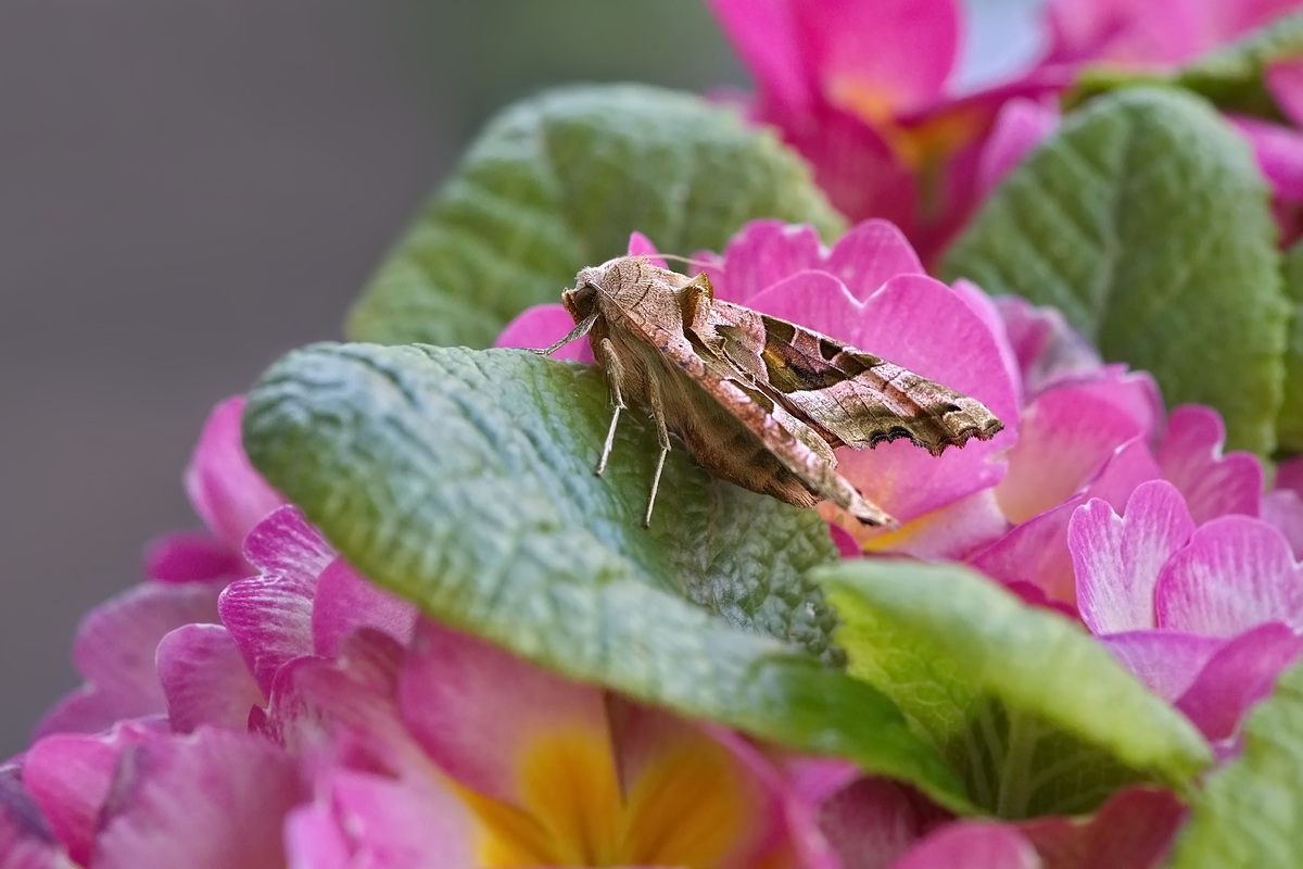 DSC07626 Frisch geschlüpft... kl.jpg