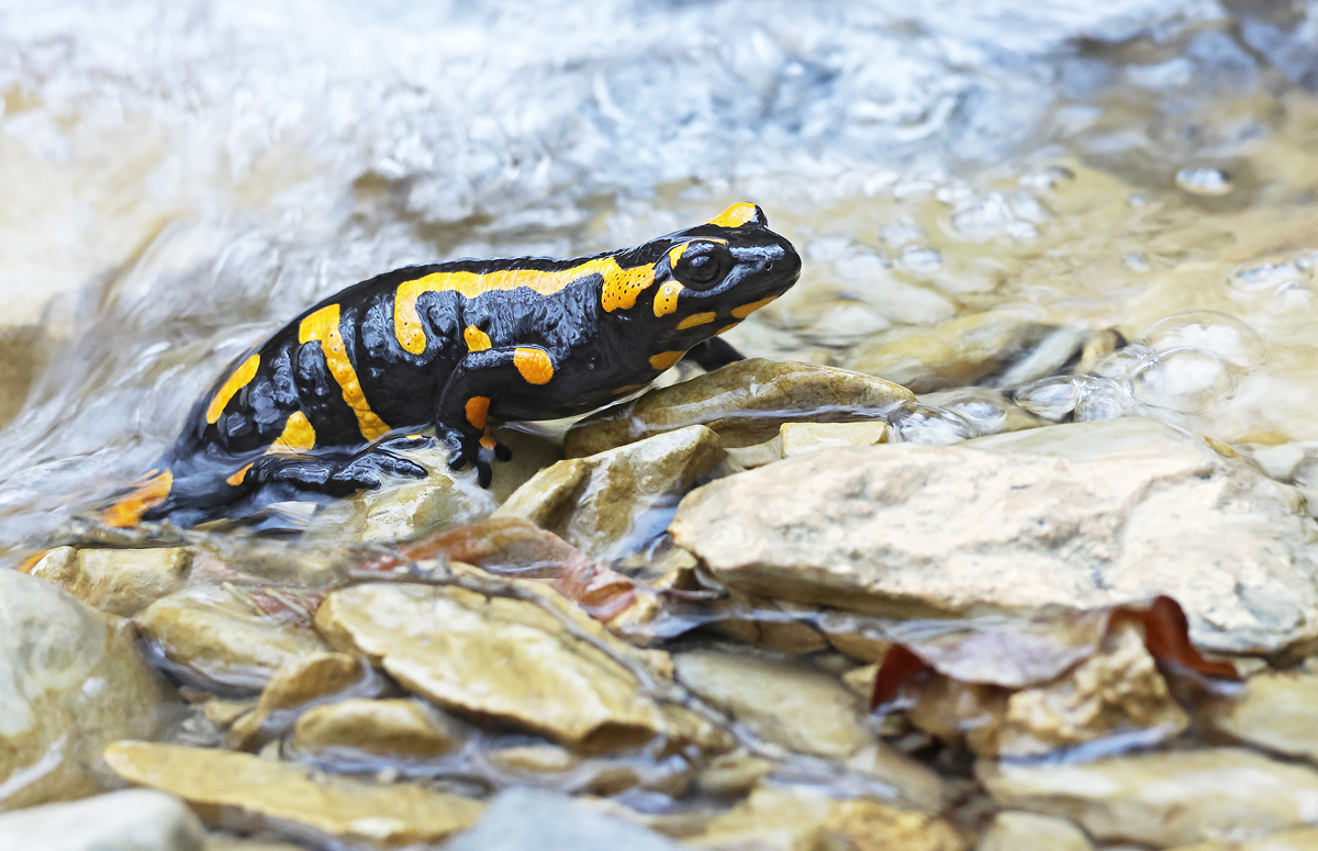 Feuersalamander_8W8A0253_1200.jpg