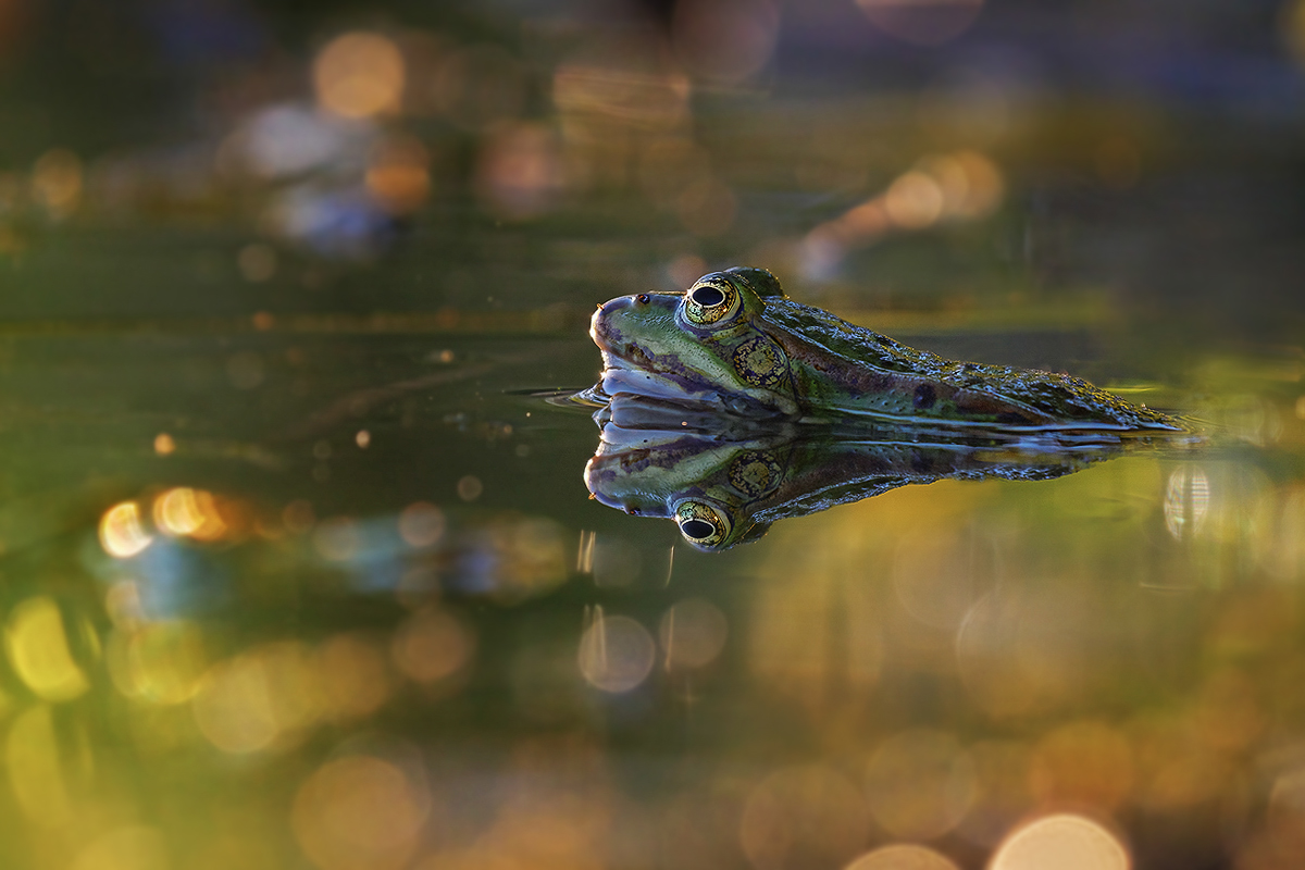 wasserfrosch-3.jpg