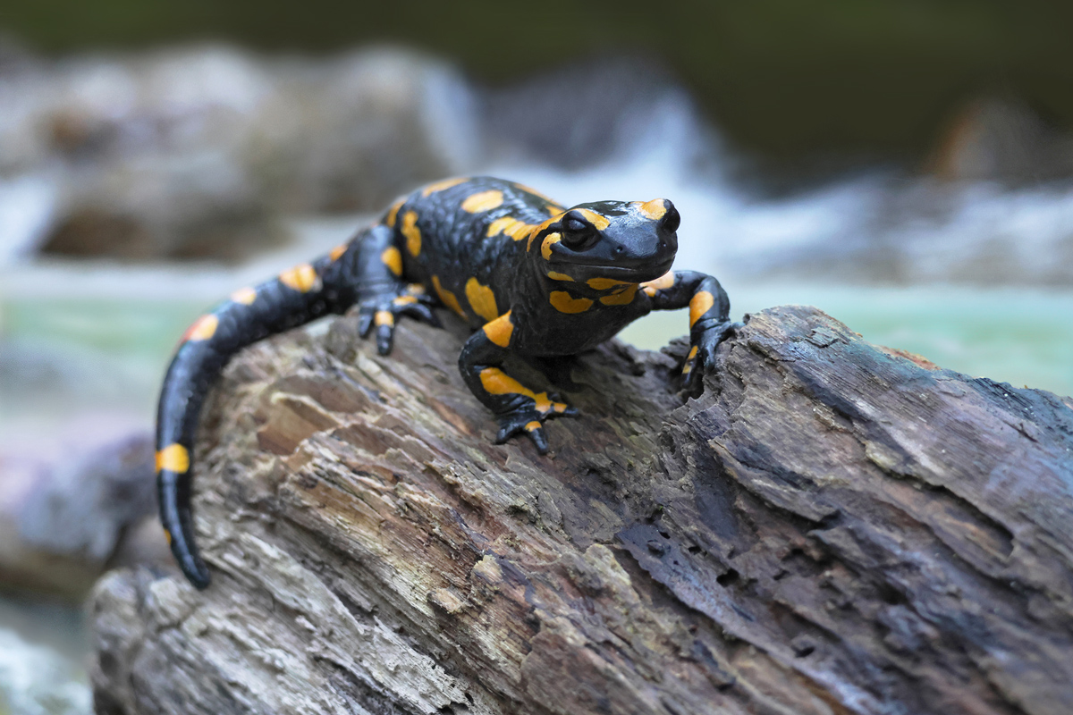 Feuersalamander_8W8A9812_1200.jpg