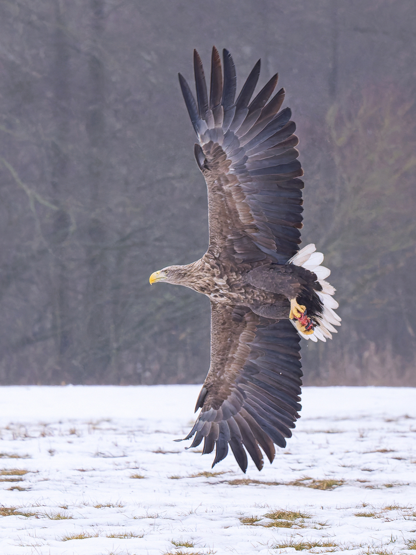 Seeadler-Flug-Hochformat-Kopie.jpg