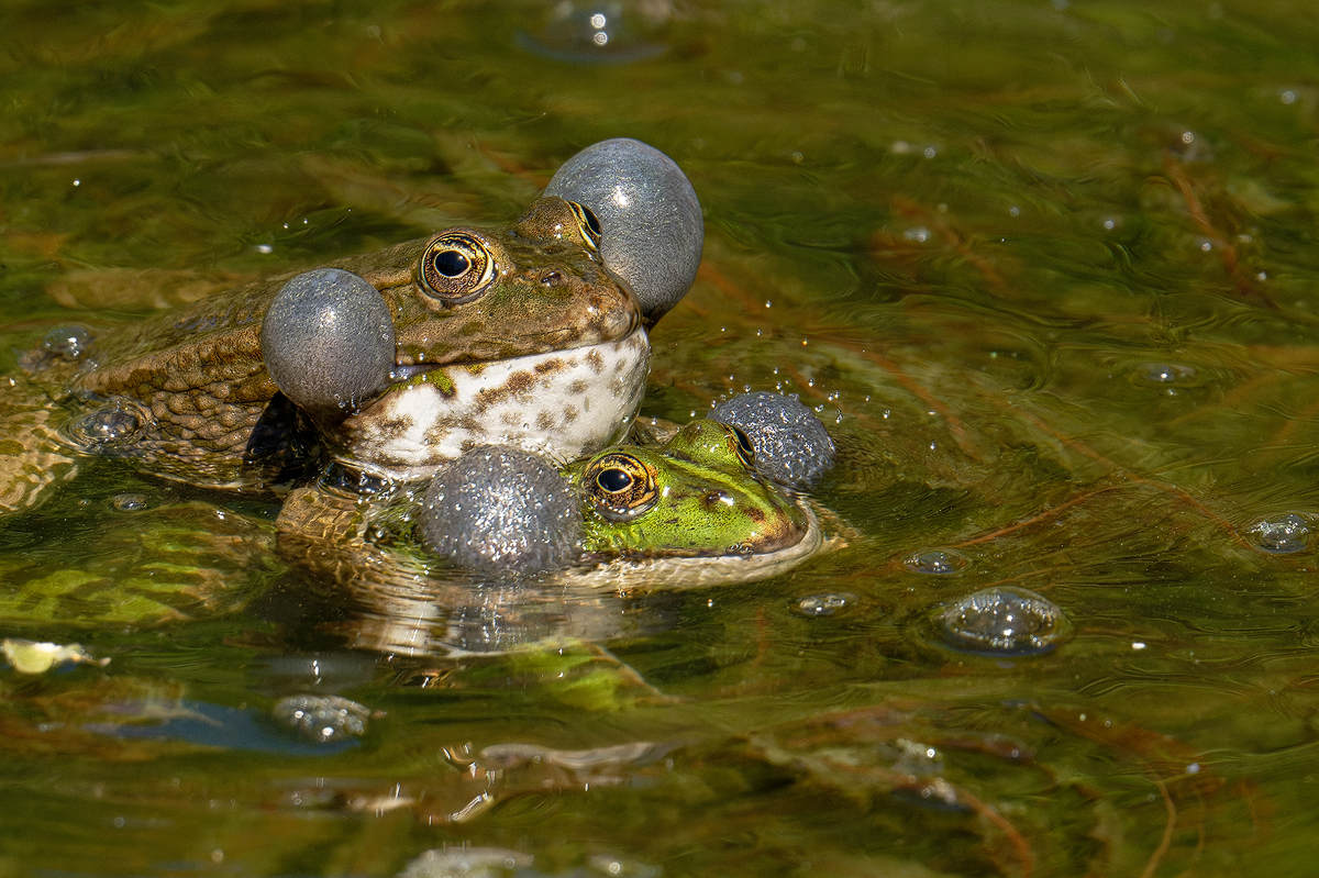 Frosch 2a 2026.jpg