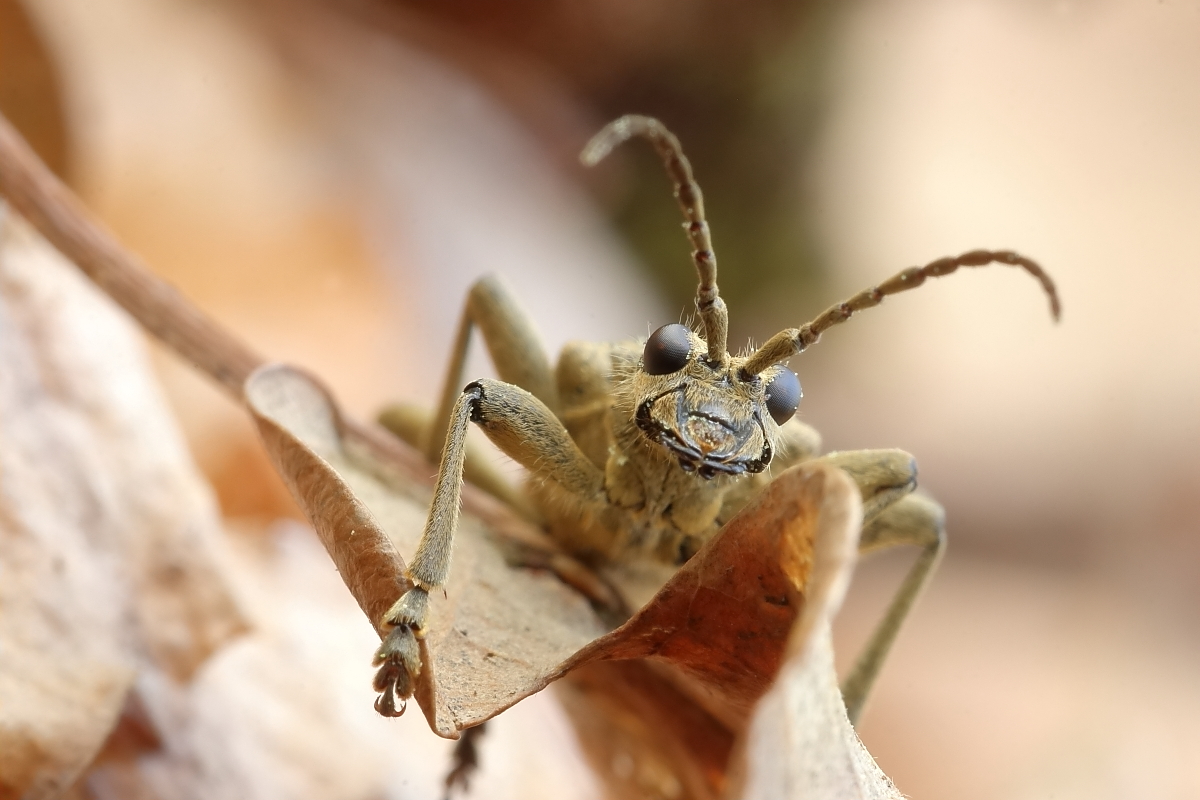 IMG_2522_rs_rhagium_mordax.JPG