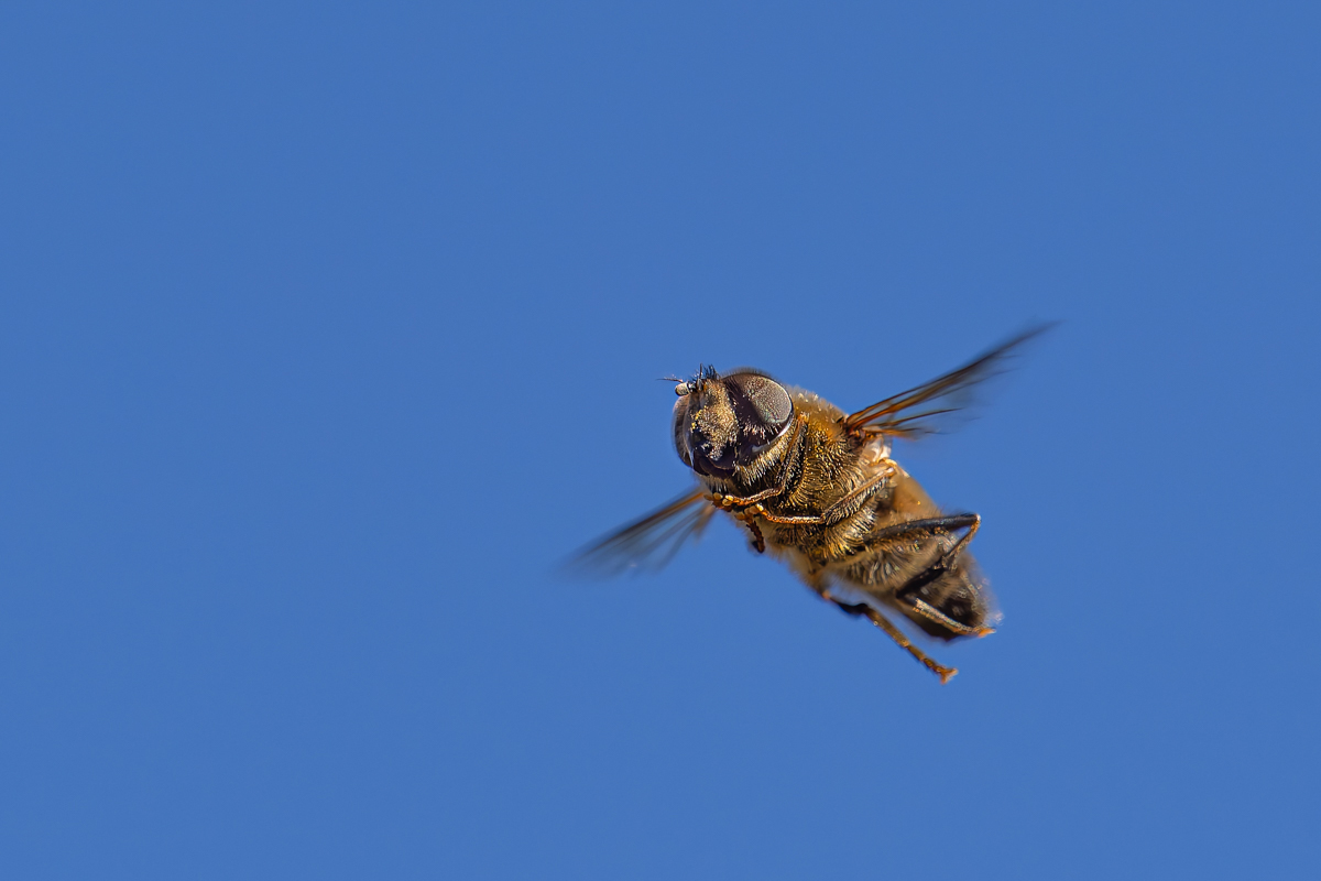 Fliege.jpg