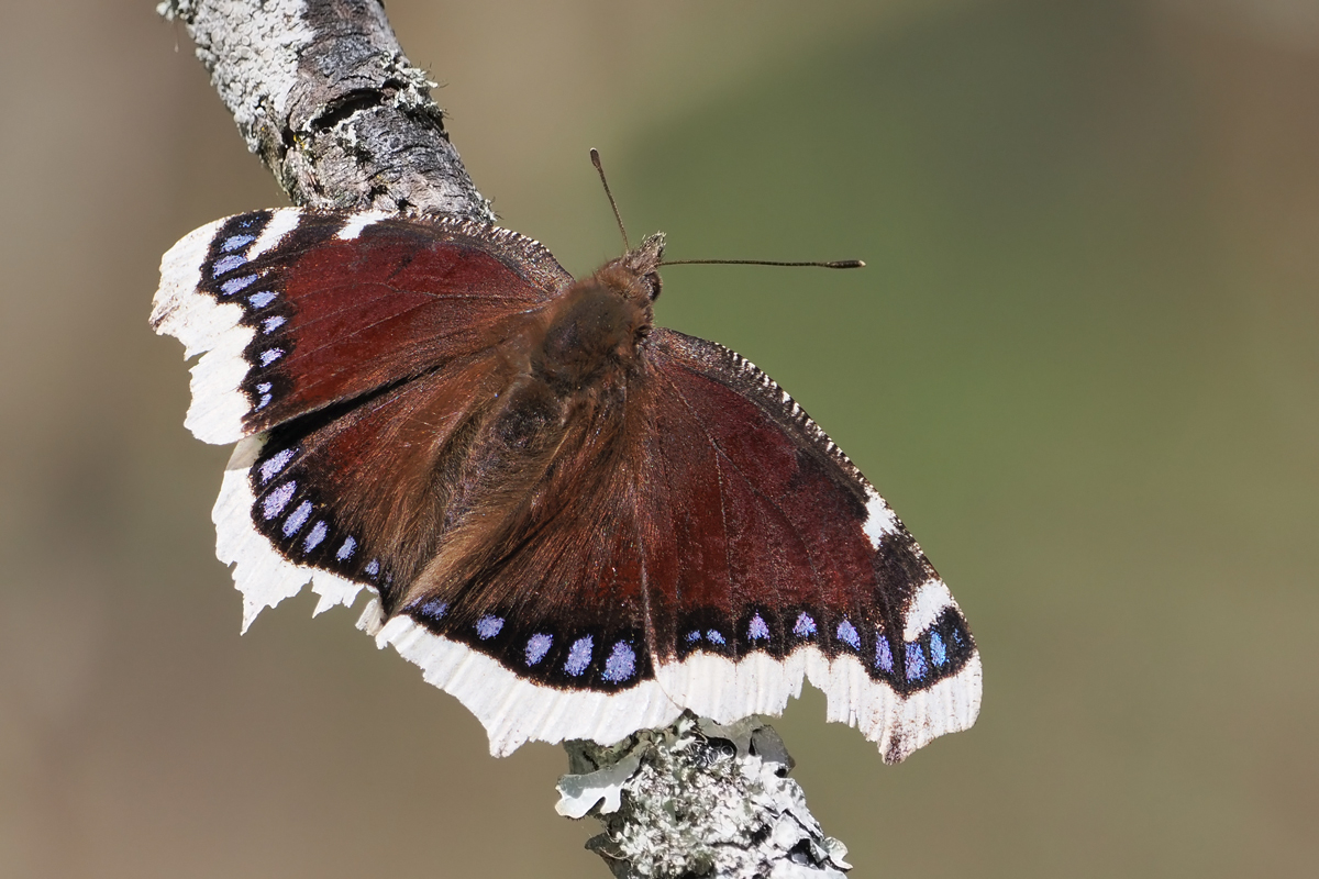 trauer-stack-4235532+5537-40-beschnitt.jpg