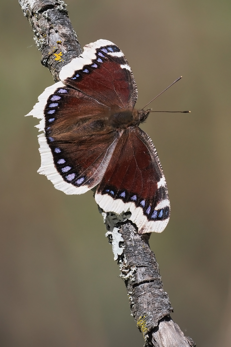 trauer-stack-4235692-703.jpg