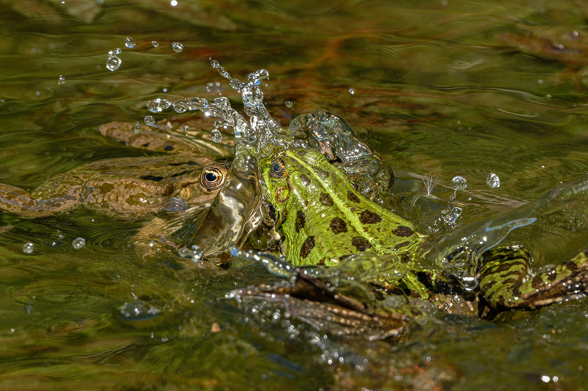 Frosch 13d 2026.jpg