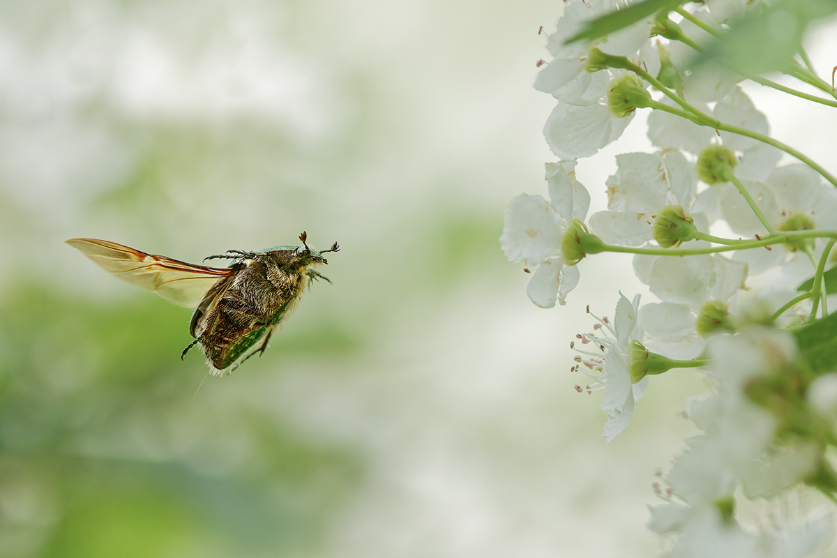 3C3A7358_DxO klein.jpg