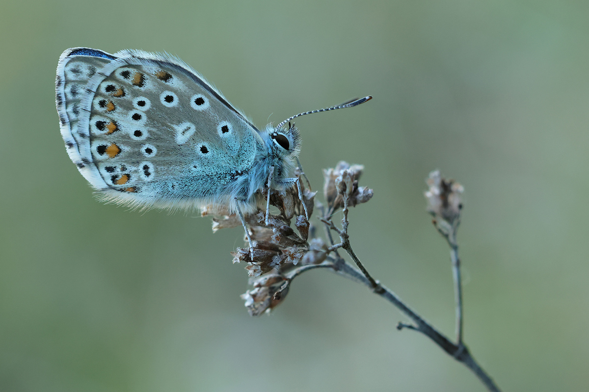HimmelblauerBläuling_8W8A4982_1200.jpg