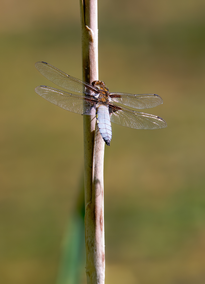 P1073716-.JPG