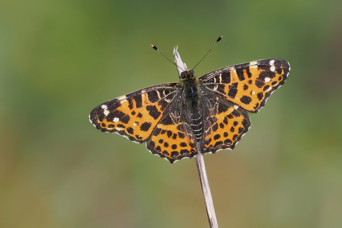 landk-stack-4277228+29-kleine-fehler.jpg