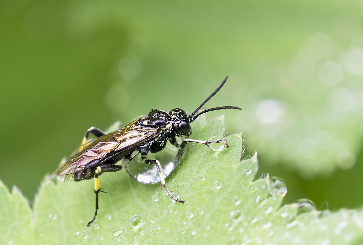 Echte Blattwespe (Dolerus sp.).jpg