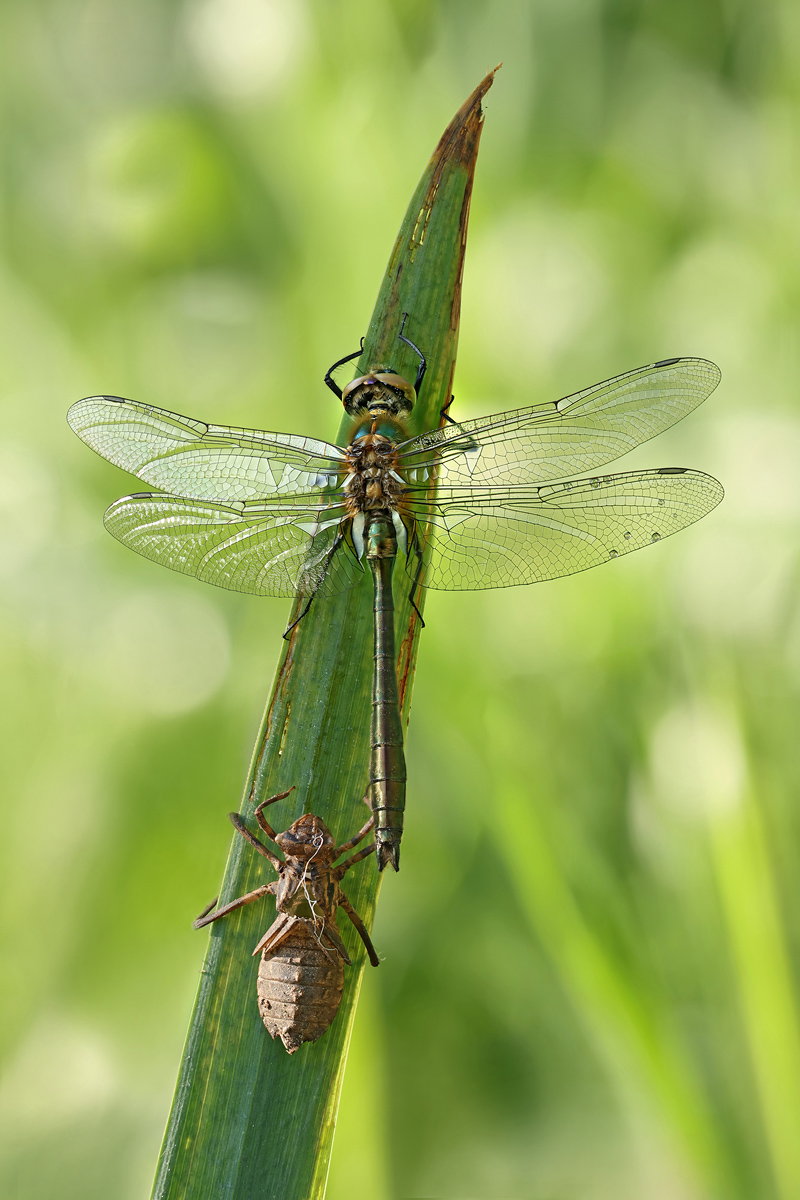 Cordulia aenea_m_8W8A5356_1200.jpg