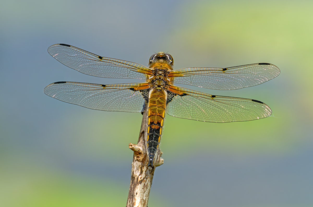 P1073793-.JPG