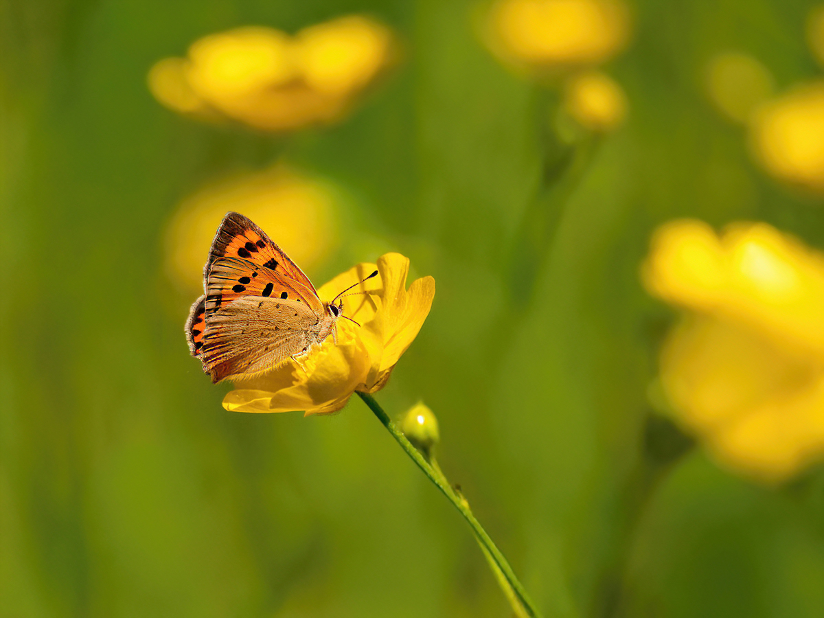 P5080398NP1.jpg