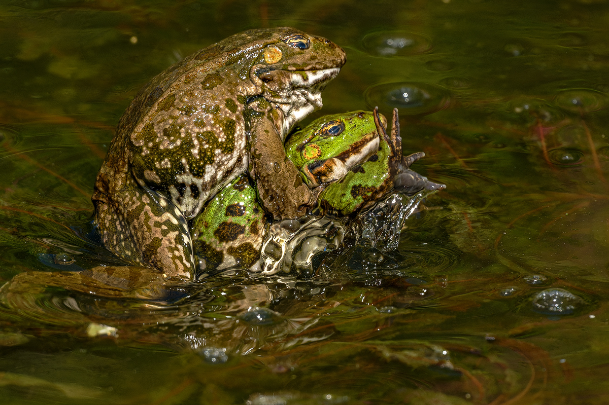 Frosch 23a 2026.jpg