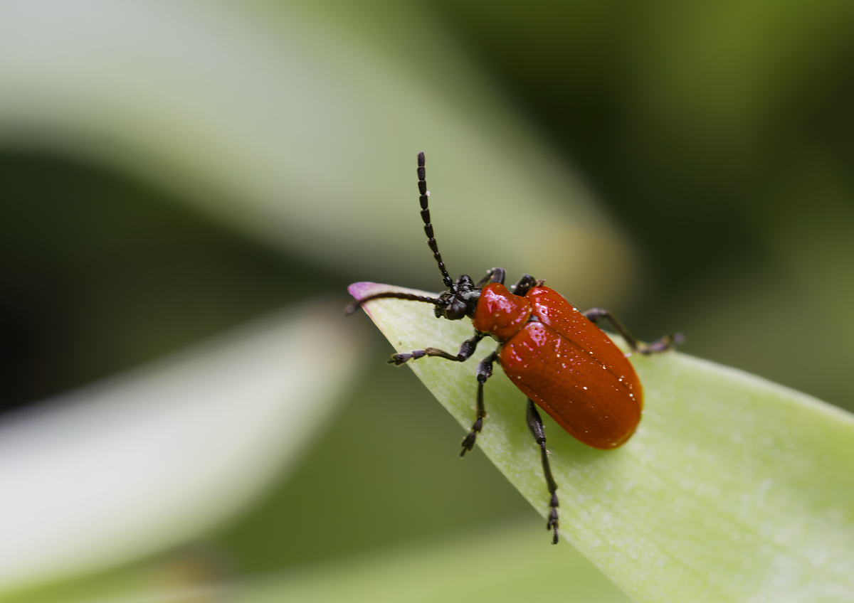 Lilienhähnchen.jpg