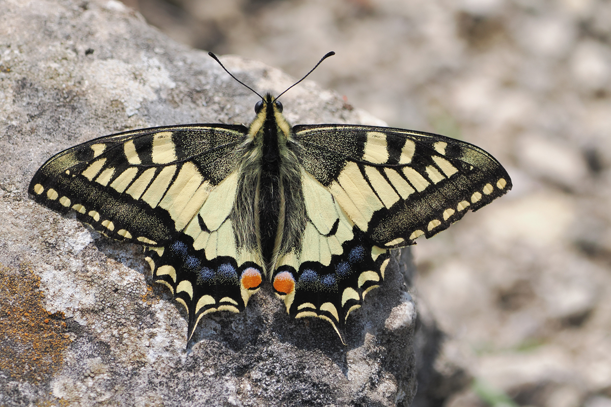 schwalbi-stack-5090787+88.jpg
