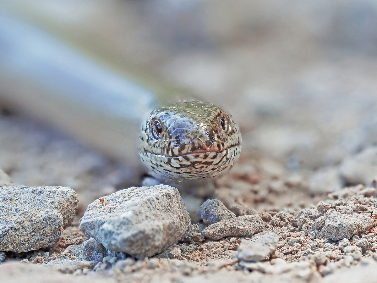 P5090063NP1 .jpg