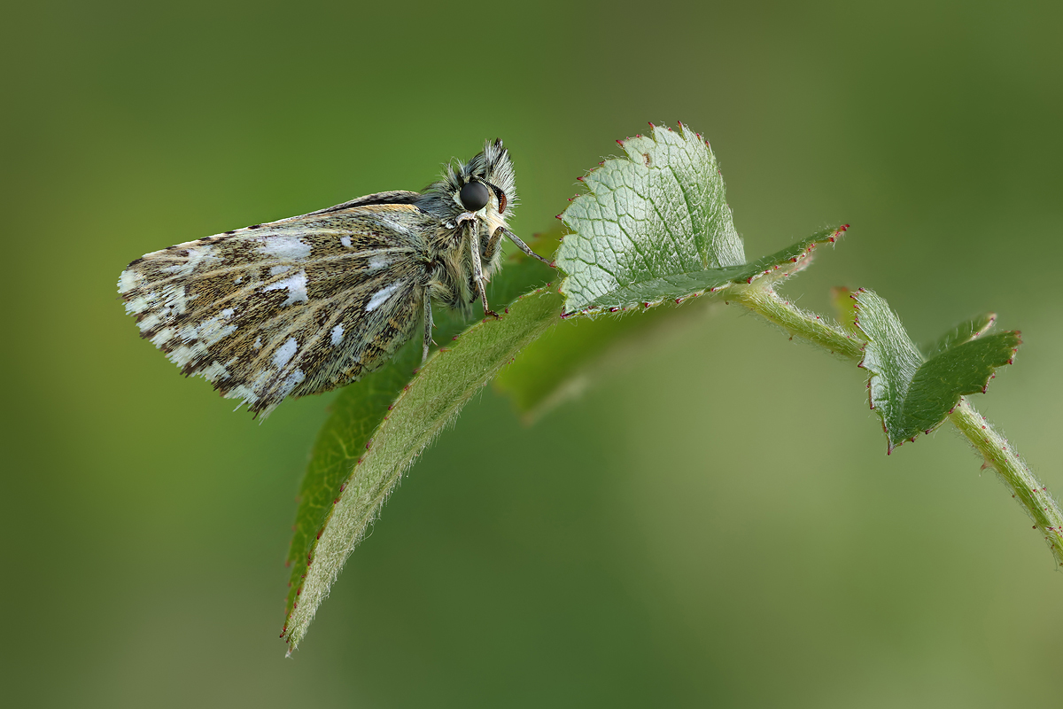 Würfeldickkopffalter_8W8A4176_1200a.jpg