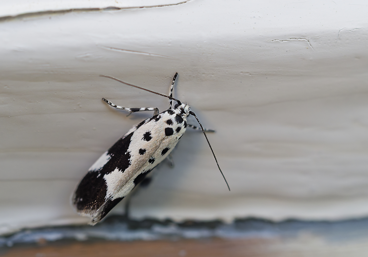 Ethmia quadrillella.jpg